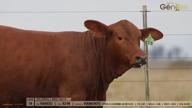 Lote 18