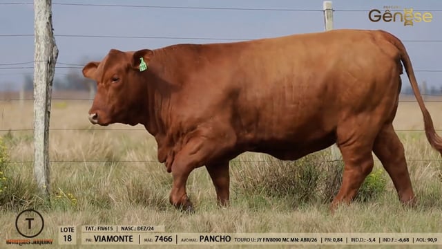 Lote 19