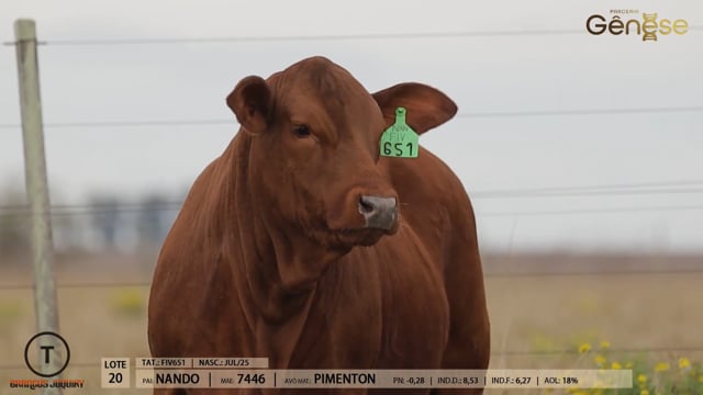 Lote 20
