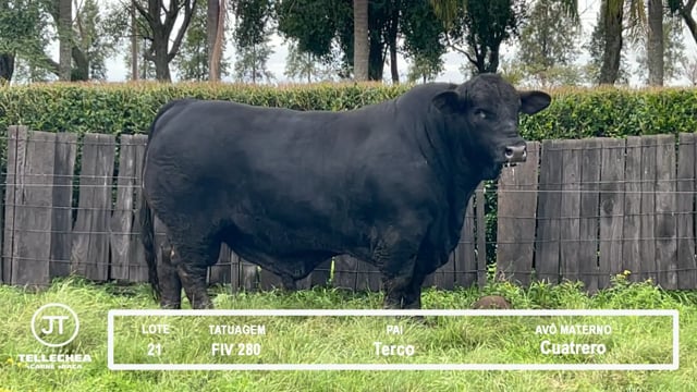 Lote 21