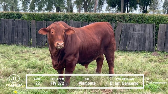 Lote 22