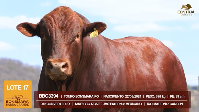 Lote 17
