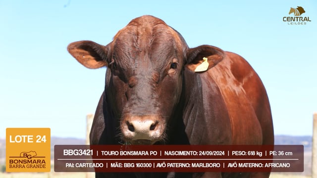 Lote 24