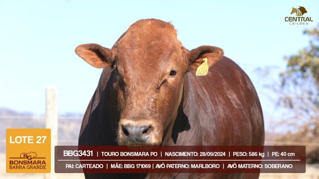 Lote 27