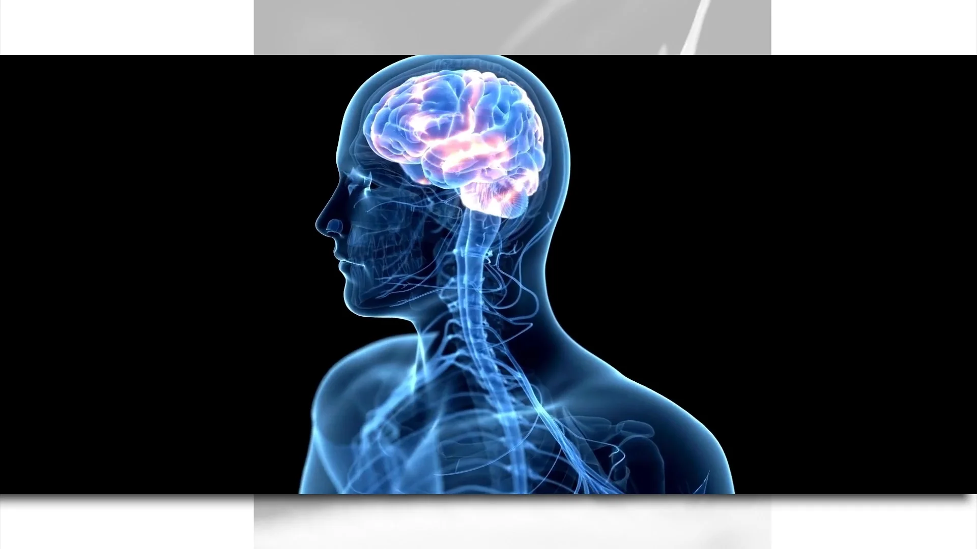 The Endocannabinoid System