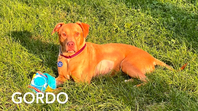 Enlarge Gordo, a Adoptable mixed breed in Crestwood, IL video 5/6