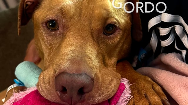 Enlarge Gordo, a Adoptable mixed breed in Crestwood, IL video 6/6