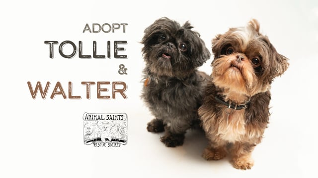 Enlarge Walter, a Adoptable Shih Tzu in Fort Montgomery, NY video 6/6