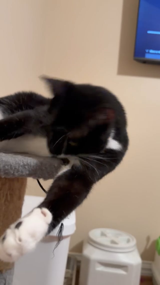 Enlarge Anna, a Adoptable Domestic Short Hair in Staten Island, NY video 2/6