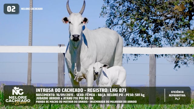 Lote 02
