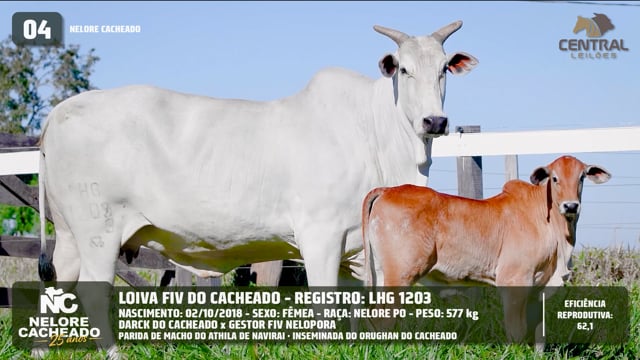 Lote 04