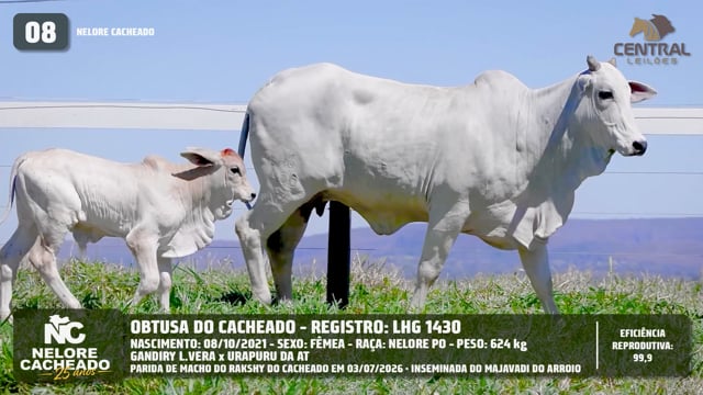 Lote 08