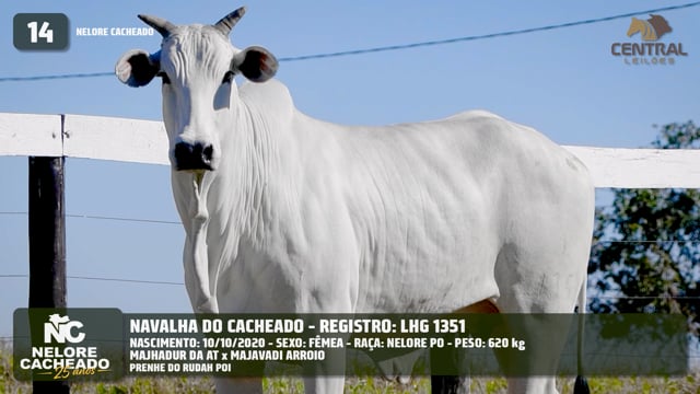 Lote 14