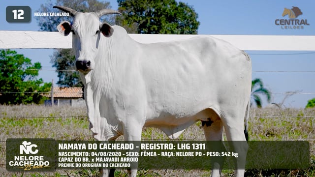 Lote 12