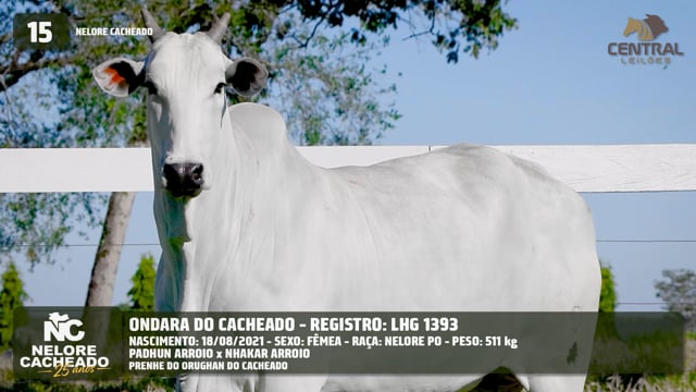 Lote 15