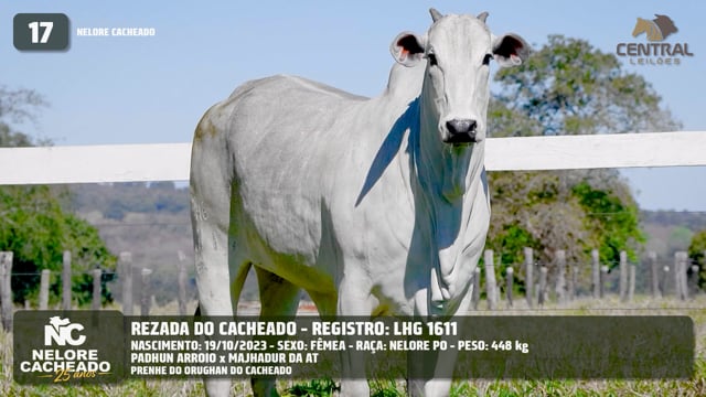 Lote 17