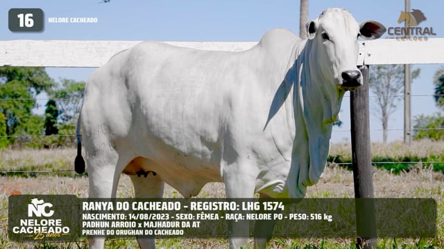 Lote 16