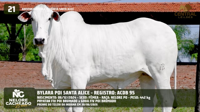 Lote 21