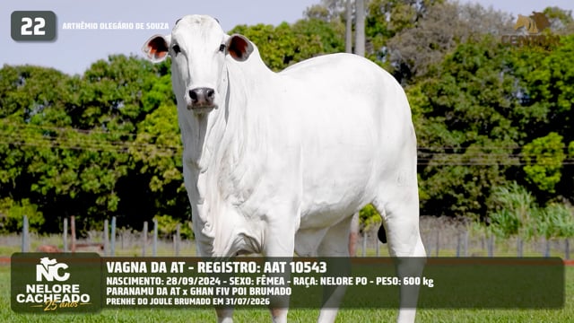 Lote 22