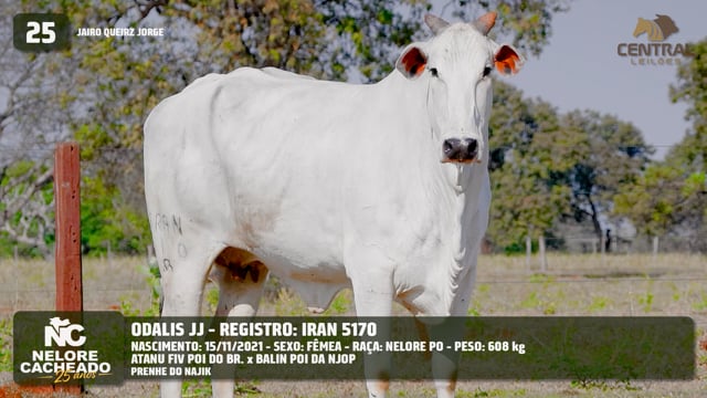 Lote 25