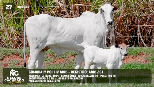 Lote 27