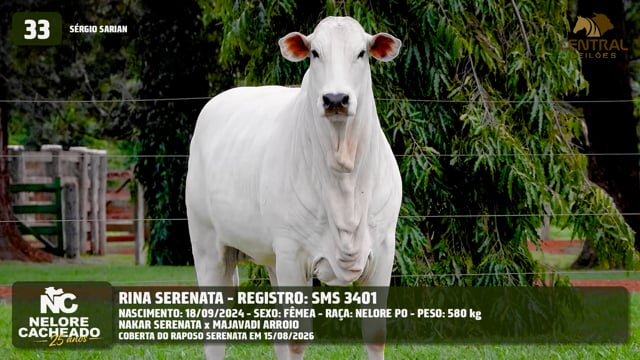 Lote 33