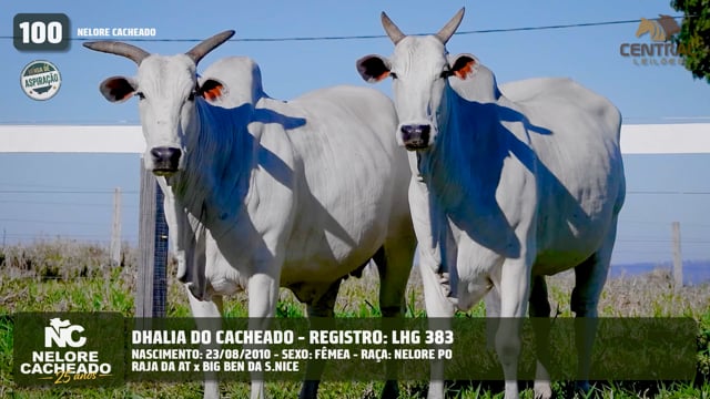 Lote 100