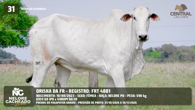 Lote 31