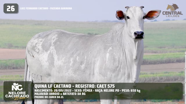 Lote 26