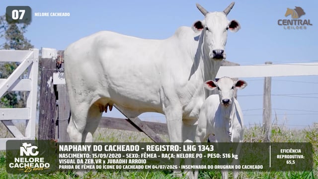 Lote 07
