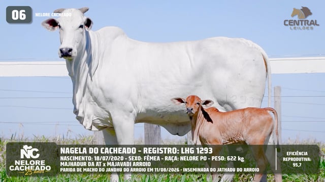Lote 06