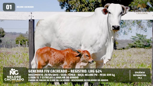 Lote 01