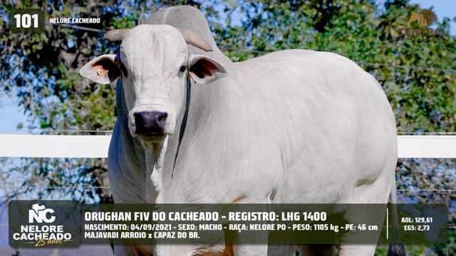 Lote 101