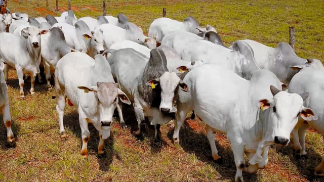 Geral Touros - Drone
