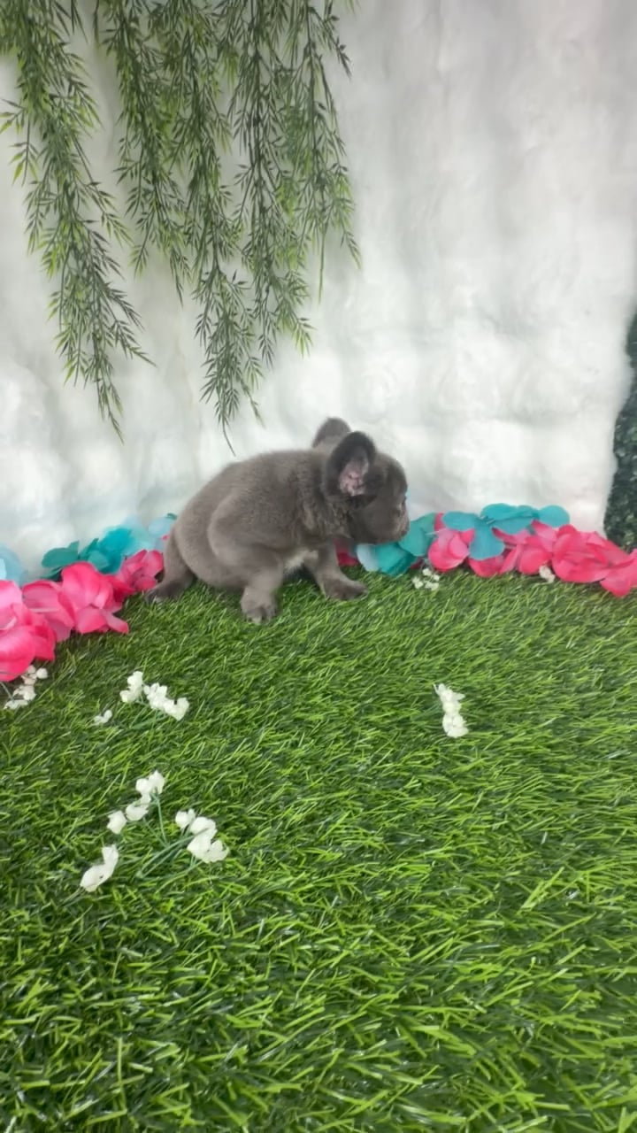 Male Fluffy French Bulldog puppy named Dorito for sale at Puppy Dreams - Denton. video thumbnail