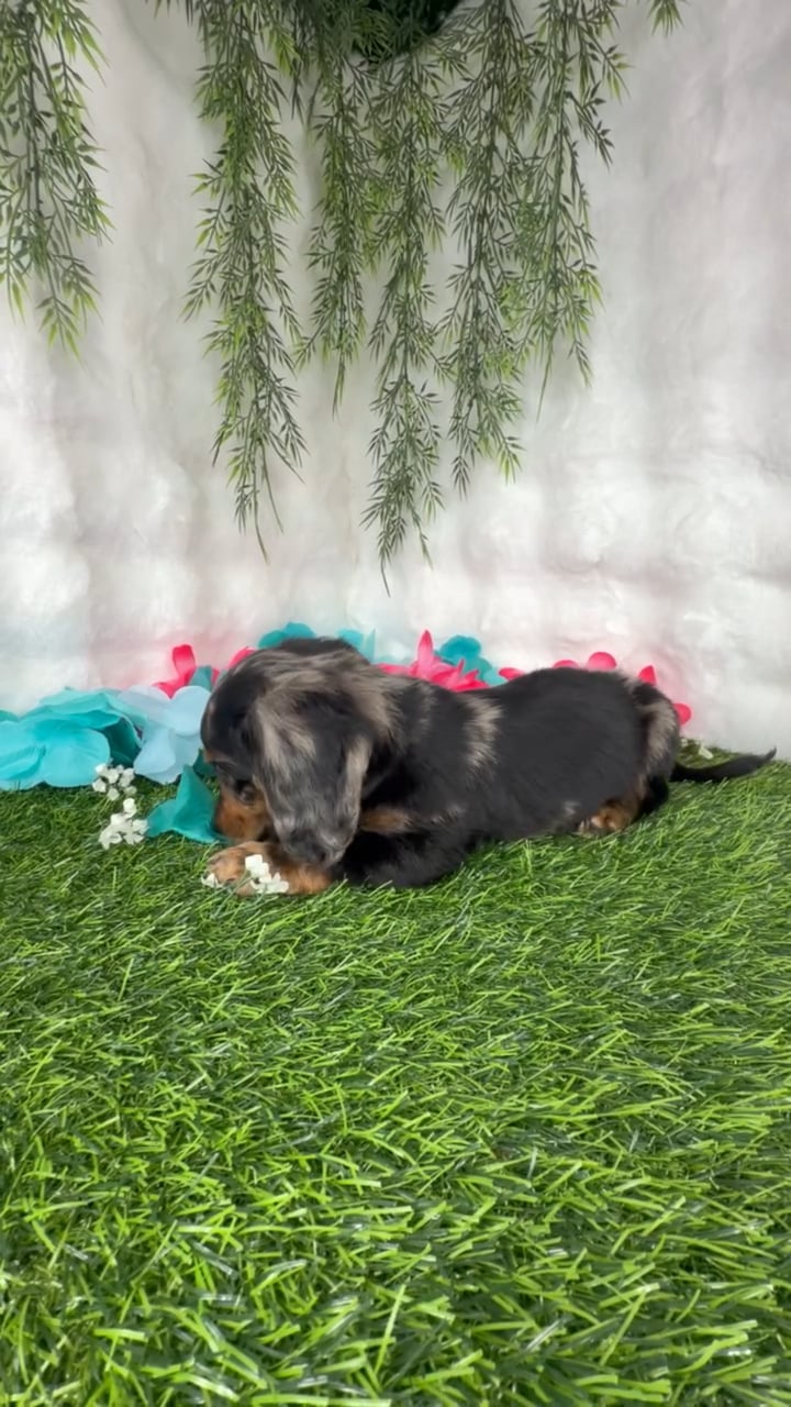 Male Dachshund puppy named Twix for sale at Puppy Dreams - Denton. video thumbnail