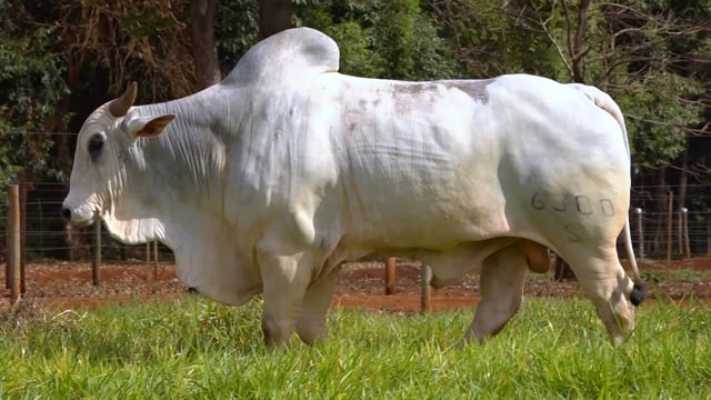 Lote 05