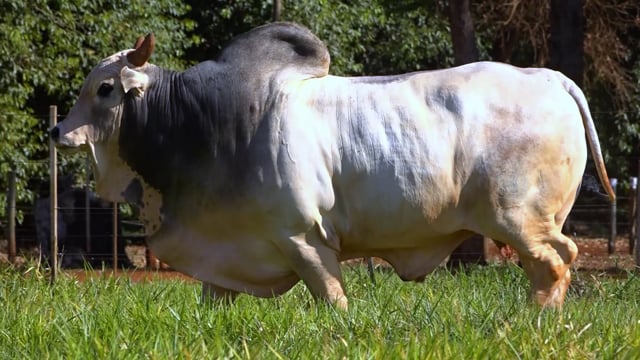 Lote 06