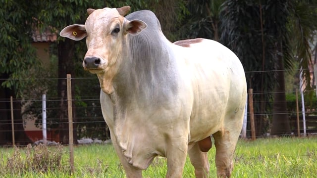 Lote 07