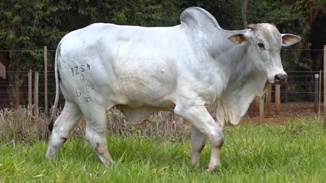 Lote 18