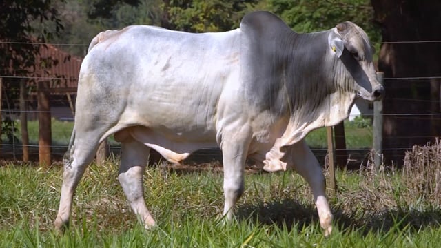 Lote 26