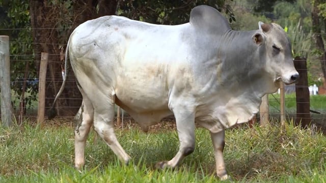 Lote 31