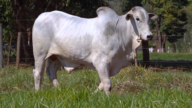Lote 36