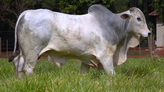 Lote 33