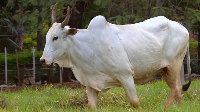 Lote 38
