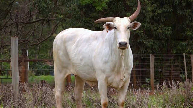 Lote 40