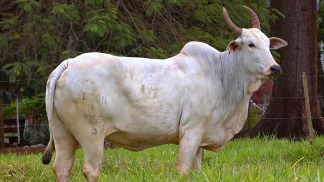 Lote 43