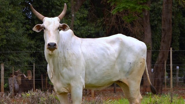 Lote 44