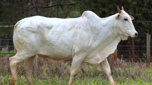 Lote 52
