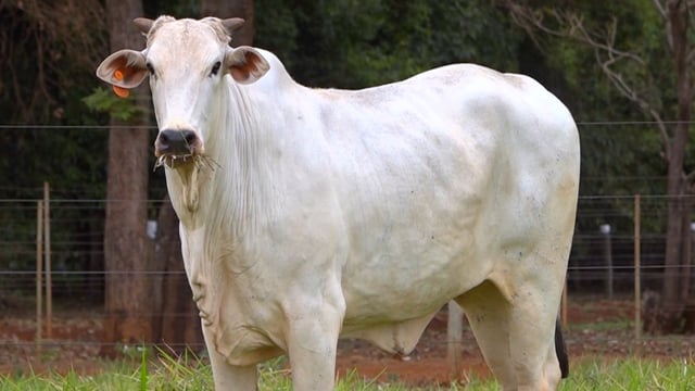 Lote 59